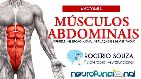 musculos do abdomen